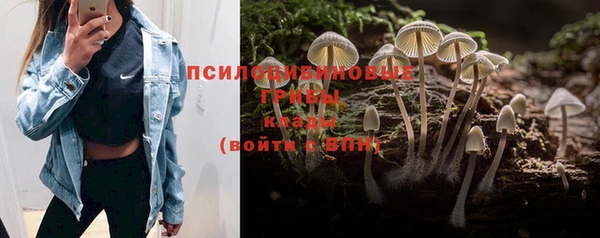 шишки Карпинск